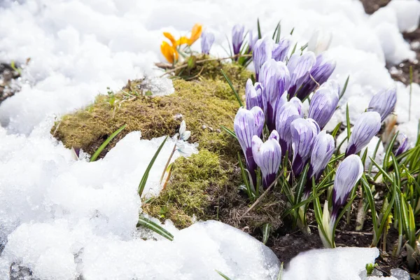 Crocus flowers — Stock Photo, Image