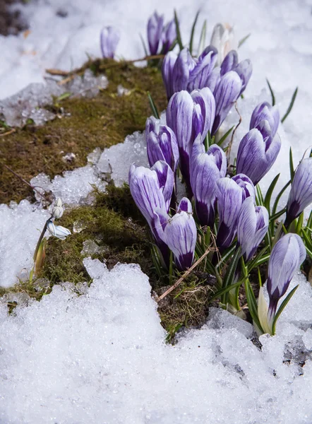 Crocus flowers — Stock Photo, Image