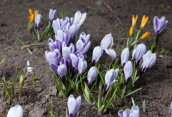 Crocus flowers — Stock Photo, Image