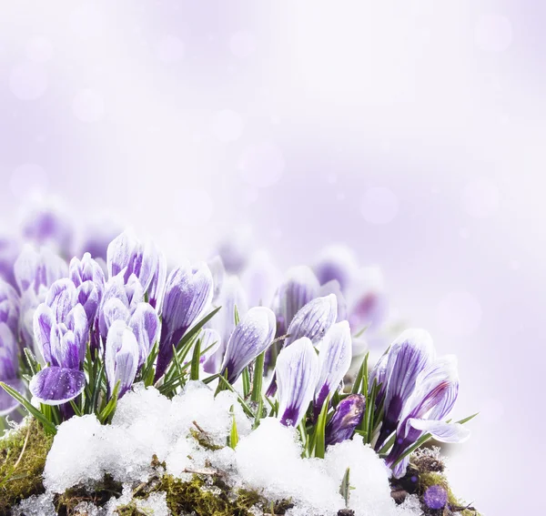 Crocus flowers — Stock Photo, Image