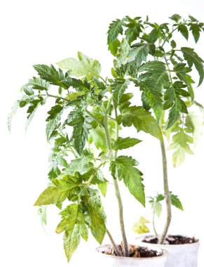 Beyaz arkaplanda domates bitkisi