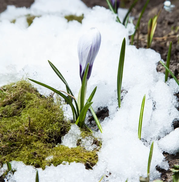 Crocus flowers — Stock Photo, Image