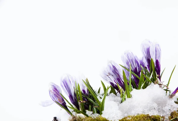 Crocus flowers — Stock Photo, Image