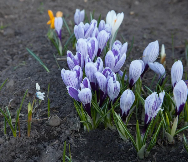 Crocus flowers — Stock Photo, Image