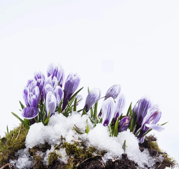 Crocus flowers — Stock Photo, Image