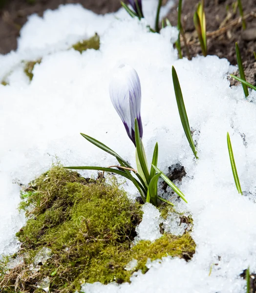 Crocus flowers — Stock Photo, Image