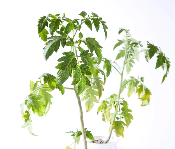 Tomatenpflanze auf weißem Hintergrund — Stockfoto