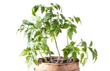 Beyaz arkaplanda domates bitkisi