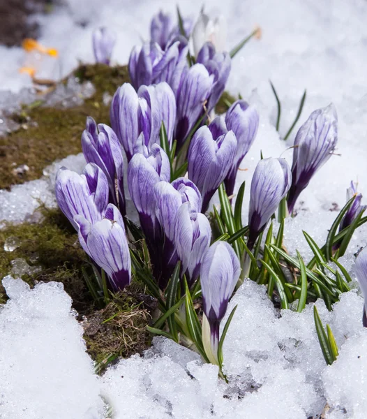 Crocus flowers — Stock Photo, Image