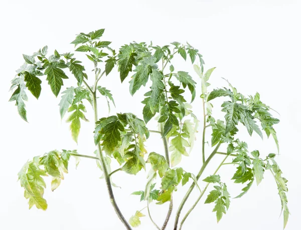 Tomato plant on white background — Stock Photo, Image