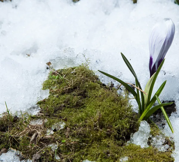 Crocus flowers — Stock Photo, Image