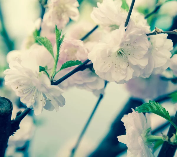 Mandelrosa Blüten — Stockfoto