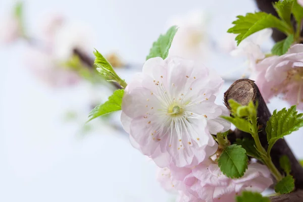 Almond pink flowers — Stock Photo, Image