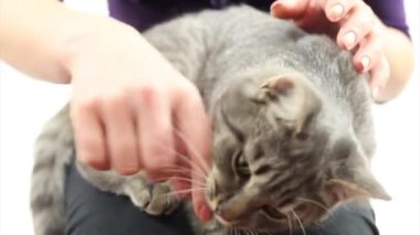 kedi evde beslenen hayvan