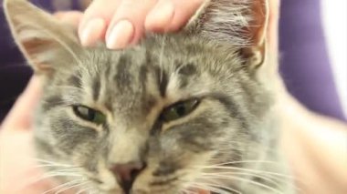kedi evde beslenen hayvan