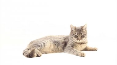 beyaz arkaplandaki kedi