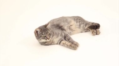 beyaz arkaplandaki kedi