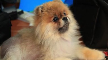 Spitz köpek yavrusu