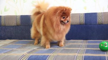 Spitz bir kanepe