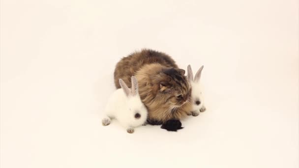 Gato y conejos — Vídeo de stock