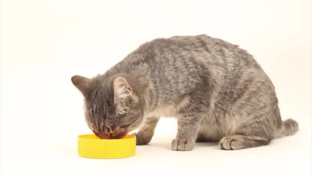 Cat drinking milk — Stock Video