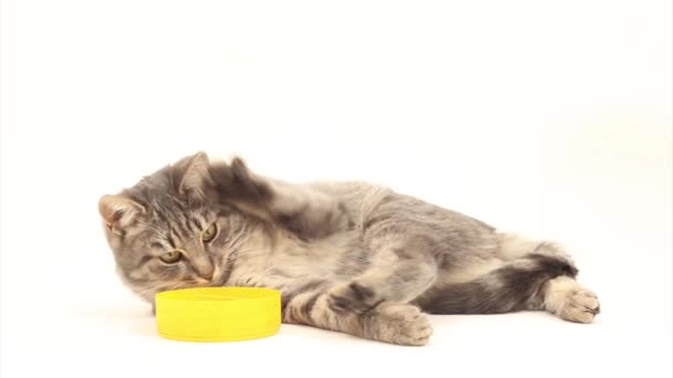 Lait de consommation pour chat — Video