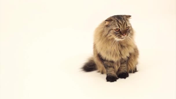 Kočka na bílém pozadí — Stock video