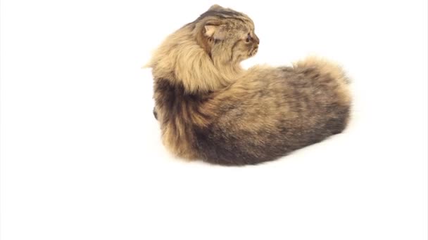 Cat on white background — Stock Video
