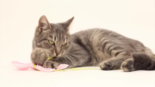 Cat on white background — Stock Video