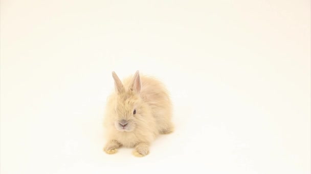 Liebenswertes Kaninchen — Stockvideo