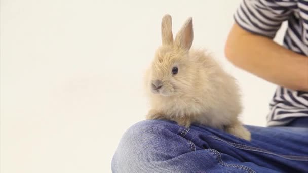 Adorable rabbit — Stock Video