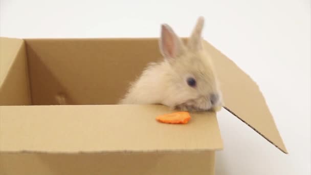 Kaninchen — Stockvideo
