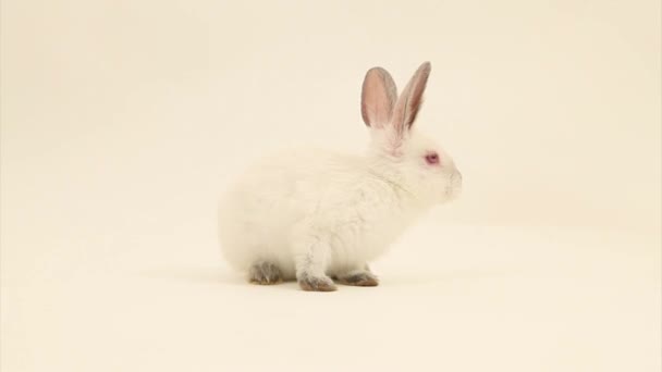 ウサギ — ストック動画