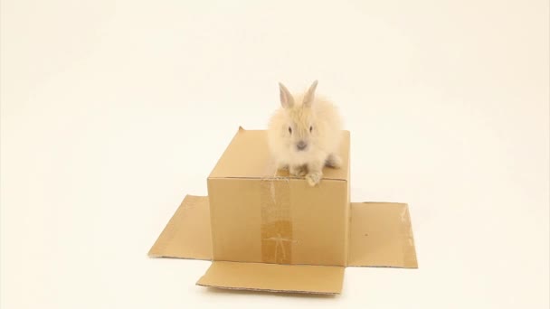 Conejo — Vídeo de stock