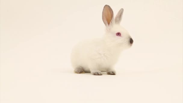 Conejo — Vídeos de Stock