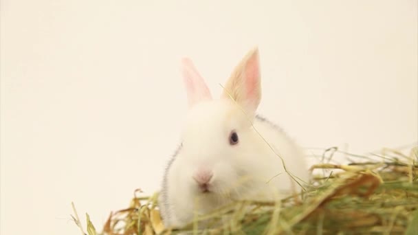 Rabbit — Stock Video
