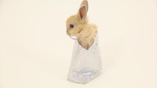 Кролик у подарунковій коробці — стокове відео
