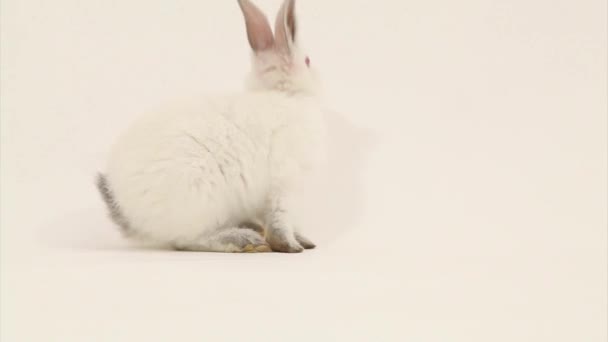 Adorable conejo — Vídeo de stock