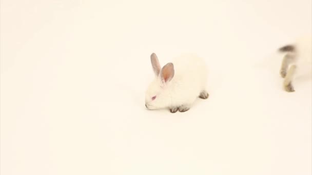 两只兔子 — 图库视频影像