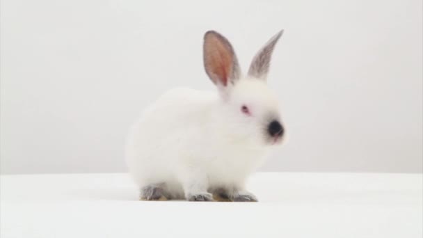 Adorable rabbit — Stock Video