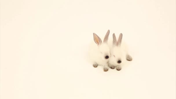 Two rabbits — Stock Video