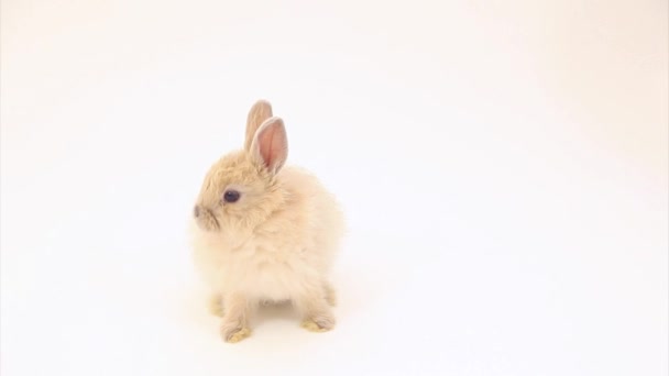 可爱兔 — 图库视频影像