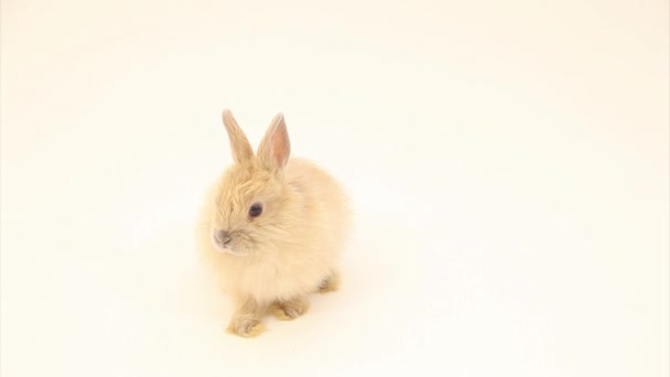 Очаровательный кролик — стоковое видео