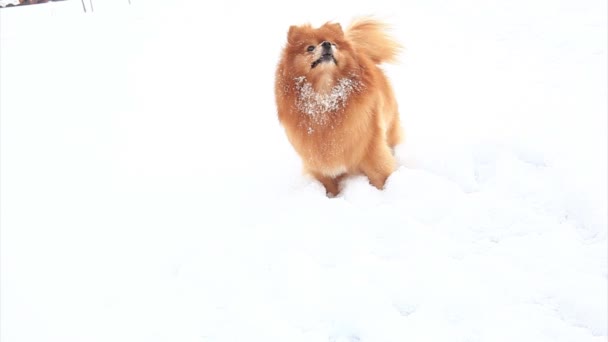 A beautiful female pomeranian dog — Stock Video