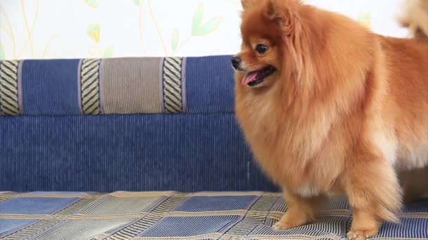 Spitz op een sofa — Stockvideo