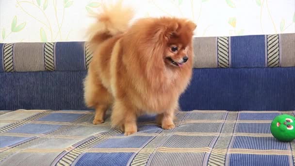 Spitz en un sofá — Vídeo de stock