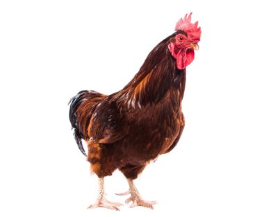 Renkli Horoz Beyazda Tek Başına