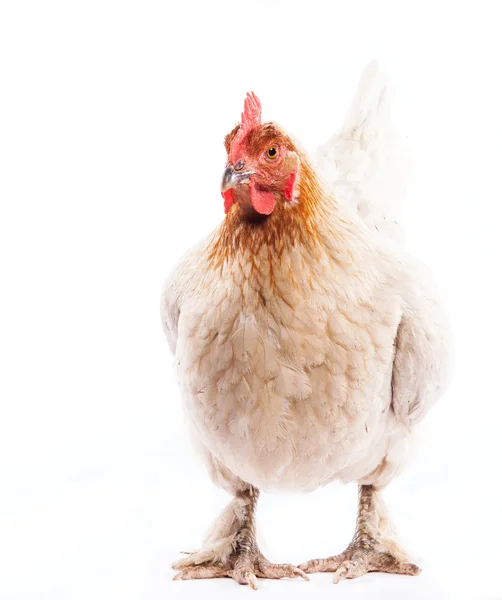 Pollo blanco — Foto de Stock