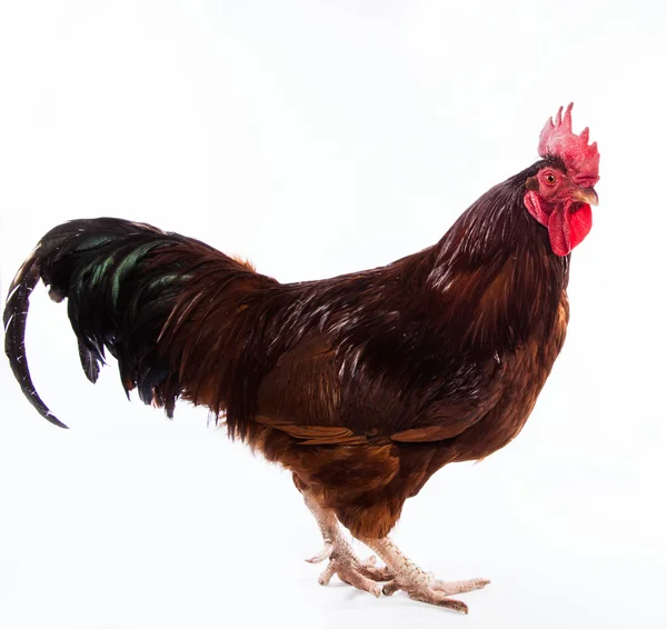 Gallo colorido aislado en blanco — Foto de Stock