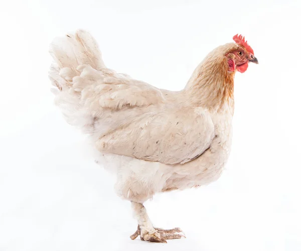 White chicken — Stock Photo, Image